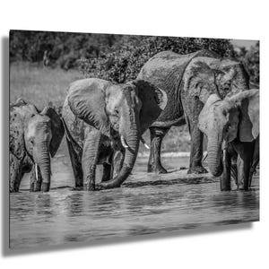 Black and White Elephant Print: African Wildlife Photography