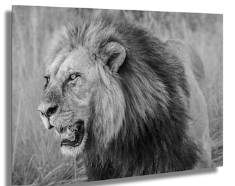 Majestic Lion Portrait: Black and White African Wildlife Photography