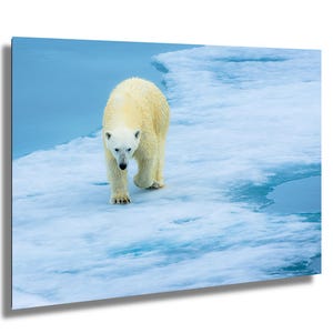 Polar Bear on Arctic Ice Sheet Wildlife Photography Art for Nature and Climate Decor