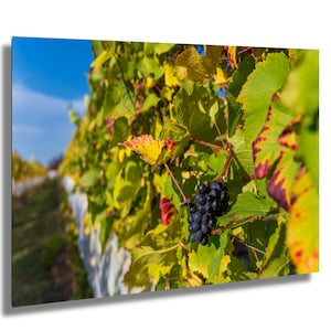 Vineyard Grapes in Autumn Sunshine – Scenic Winery Wall Art from Michigan