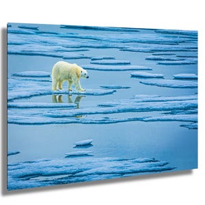 Polar Bear Walking Across Melting Sea Ice in the Arctic Ocean Climate Change Wildlife Photography