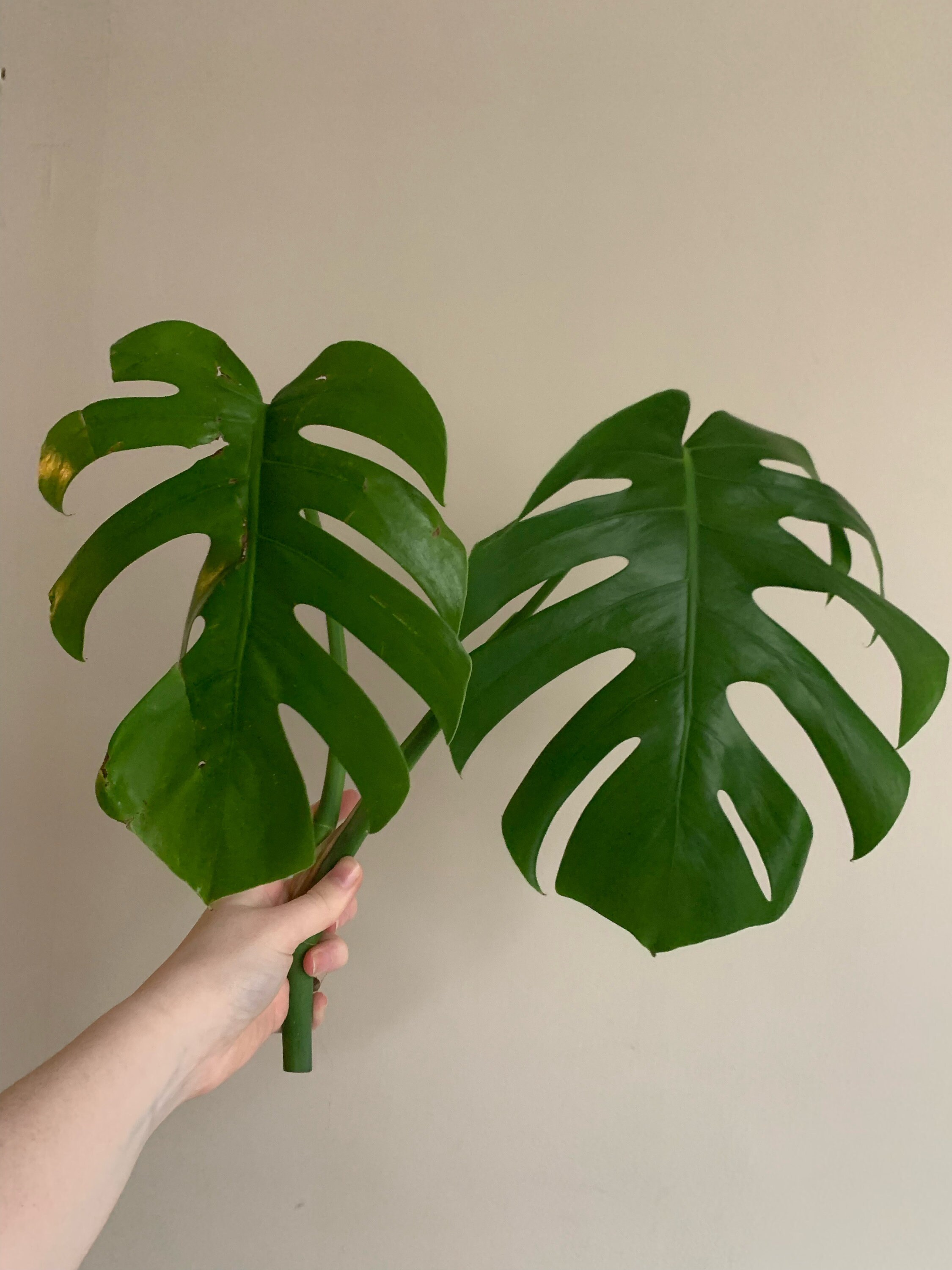 Box 2 Monstera Deliciosa, Adansonii // Cut in Plant