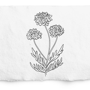 Scabiosa Bloem SVG en PNG, Pincushion Bloem SVG Illustratie, Zaad Pakket, Digi Stempel, Handgetekende Botanische Lijn Art, Cricut Design Space