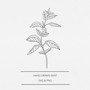 May include: A line drawing of a mint plant with multiple leaves and a stem. The image is on a white background with the text "HAND DRAWN MINT - SVG & PNG -" below the plant.