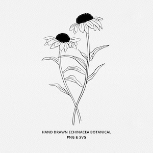 Echinacea SVG en PNG, botanische handgetekende apothekerselementen, kruidenillustratie, commerciële gratis afbeelding, lijnclipkunst, logo, branding