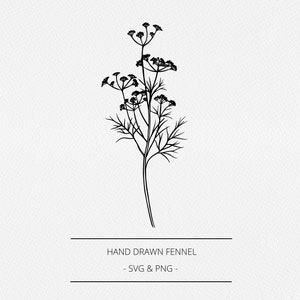 Finocchio SVG e PNG, Elementi botanici di farmacia disegnati a mano, Illustrazione di erbe, Grafica commerciale gratuita, Line Clip Art, Logo, Branding