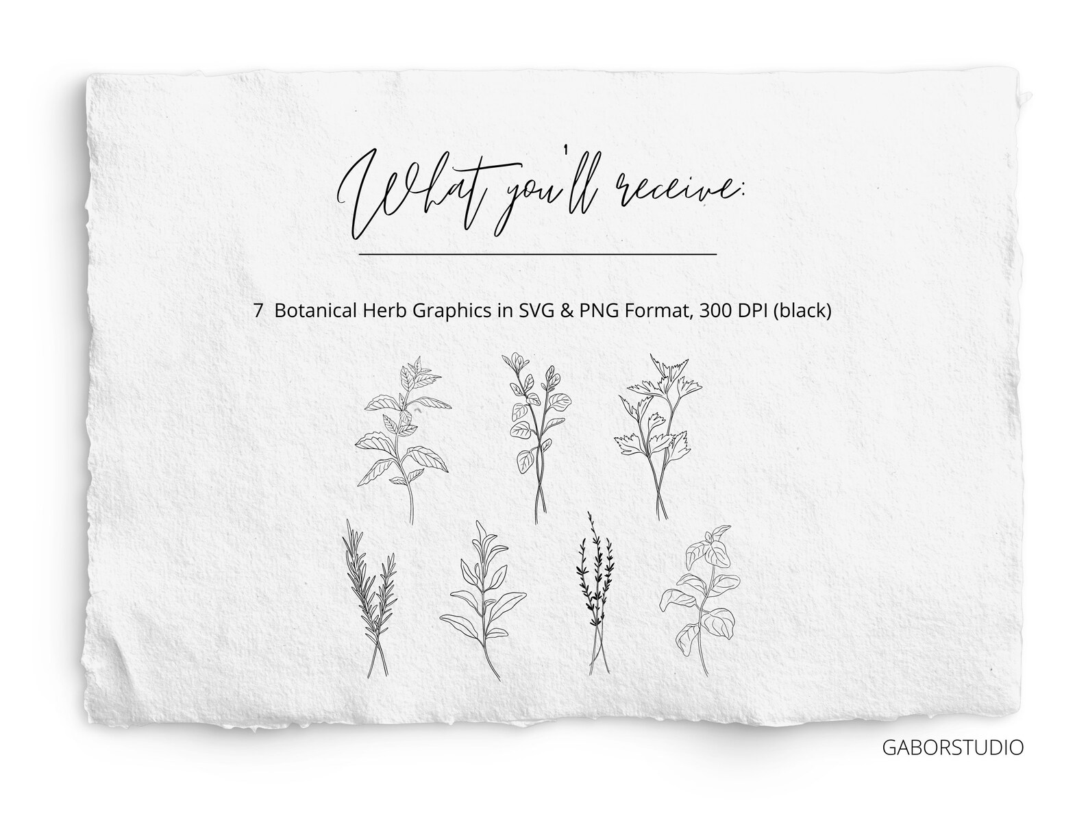 Herb Bundle SVG and PNG Hand Drawn Mint Rosemary Sage Etsy