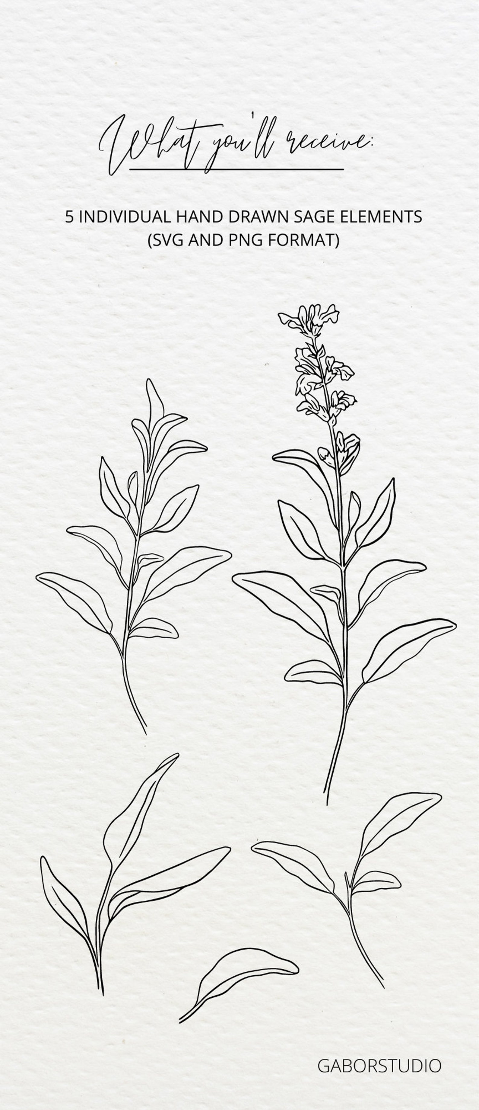 Sage Leaf Elements SVG and PNG Botanical Hand Drawn Etsy