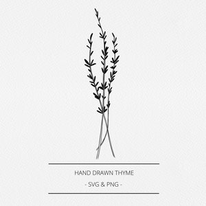 Tijm SVG en PNG, botanische handgetekende apothekerselementen, kruidenillustratie, commerciële gratis afbeelding, lijnclipillustraties, logo, branding