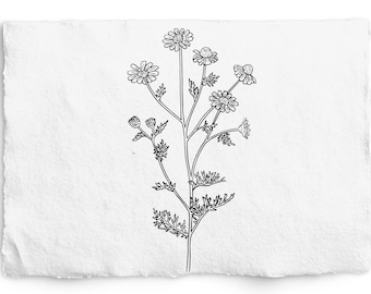 Echinacea SVG and PNG, Laser Engraving, Glowforge, Etching, For Print, Botanical Hand Drawn Apothecary Elements, Clip Art, Logo, Branding