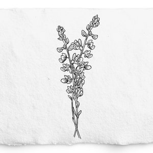Lupin SVG en PNG, Botanische Handgetekende Apotheker Elementen, Lupin Illustratie, Commerciële Gratis Afbeelding, Line Clip Art, Logo, Branding
