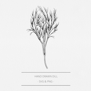 Dille SVG en PNG, botanische handgetekende dille onkruidillustratie, kruidenafbeelding, Digi-stempel, keukenlabel, lijnclip, logo, branding