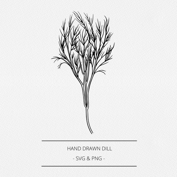 Dill SVG and PNG, Botanical Hand Drawn Dill Weed Illustration, Herb Graphic, Digi Stamp, Kitchen Label,  Line Clip Art, Logo, Branding