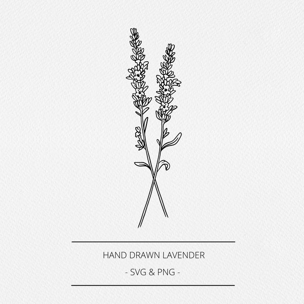 Lavender SVG and PNG, Botanical Hand Drawn Apothecary Elements, Herb Illustration, Commercial Free Graphic, Line Clip Art, Logo, Branding