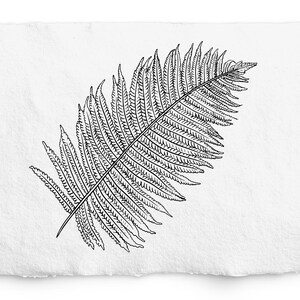 Fern SVG, dessin au trait de fougère, éléments botaniques d’apothicaire dessinés à la main, illustration d’herbes, image clipart graphique gratuite commerciale, logo, tatouage