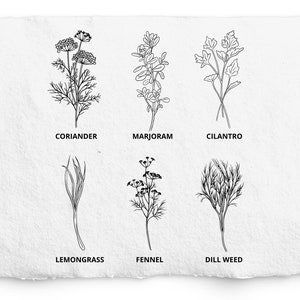 Pacote de ervas SVG e PNG, endro desenhado à mão, coentro, capim-limão, manjerona, coentro, carimbo Digi de erva-doce, arte em linha de caneta e tinta, comercial grátis