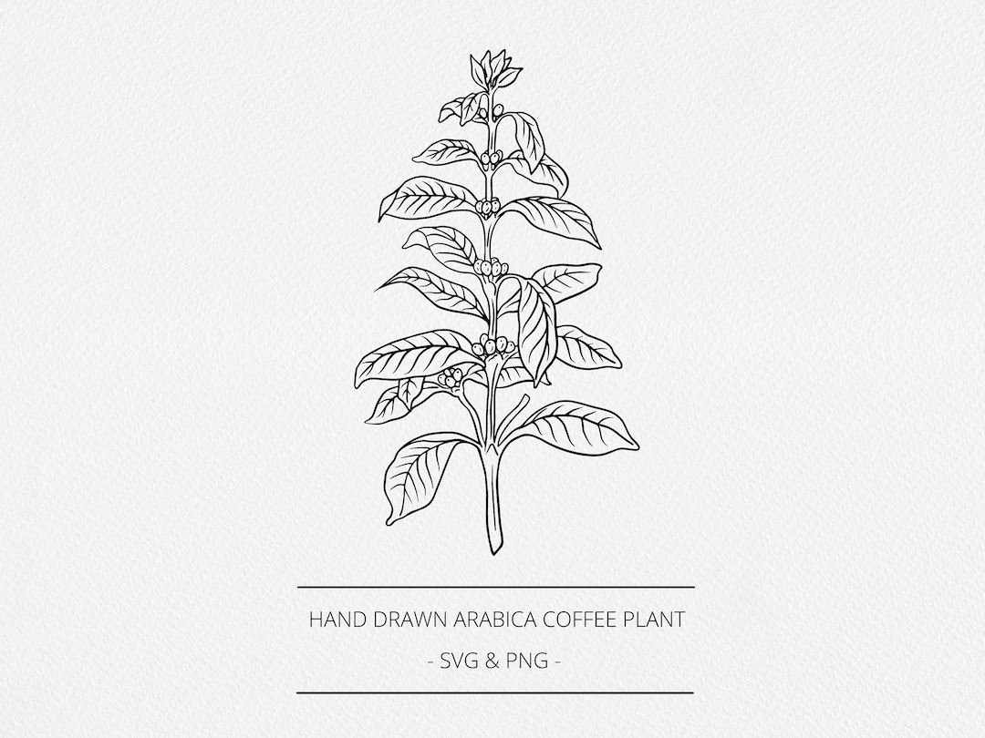 Download HD Coffee  Coffee Plant Drawing Png Transparent PNG Image   NicePNGcom