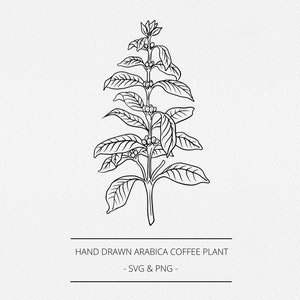 Koffie plant SVG en PNG, botanische Arabica koffieboon, koffiebessen, handgetekende illustratie, Digi Stamp, grafiek, line clip art, logo