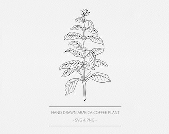 Coffee Plant SVG and PNG, Botanical Arabica Coffee Bean, Coffee Berries, Hand Drawn Illustration, Digi Stamp, Graphic, Line Clip Art, Logo