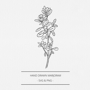 Maggiorana SVG e PNG, Illustrazione botanica di maggiorana disegnata a mano, Grafica alle erbe, Timbro Digi, Etichetta cucina, Clip Art linea, Logo