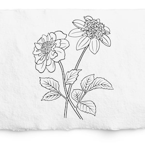 Anêmona e colarinho Dália SVG, ilustração de flor, pacote de sementes, carimbo Digi, arte de linha botânica desenhada à mão, espaço de design Cricut