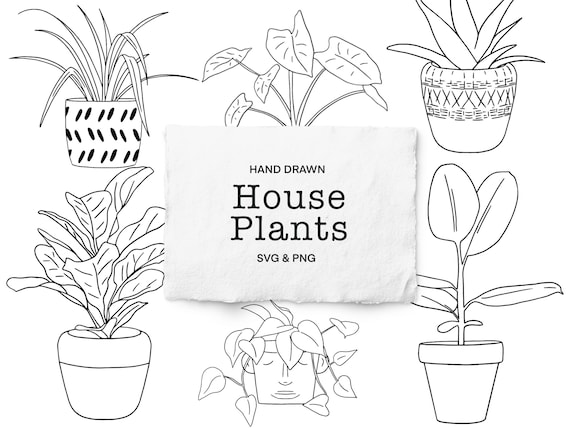 jade plant houseplant Jade Plant 4