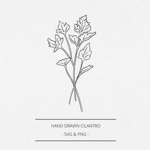 Koriander SVG en PNG, botanische handgetekende koriander takje illustratie, kruid afbeelding, digi stempel, keuken label, lijn clip art, logo