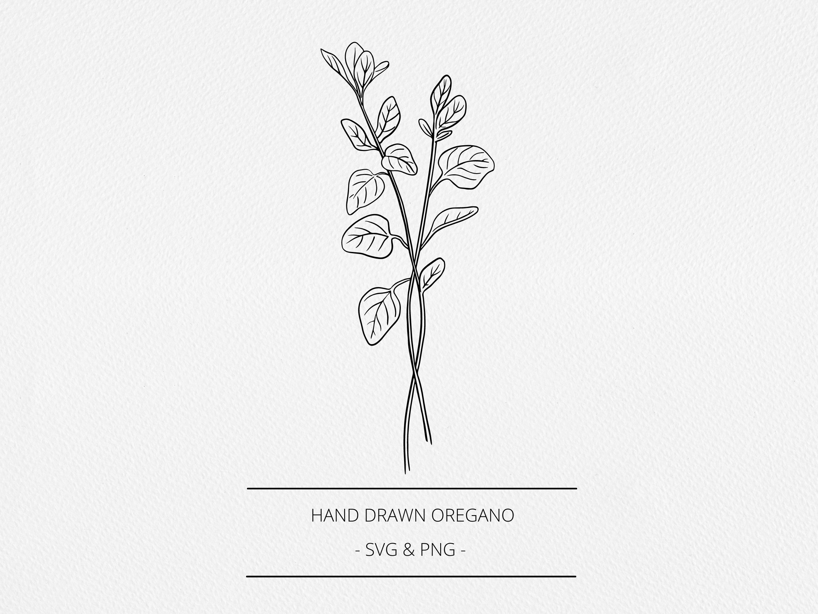 Oregano Plant Drawing