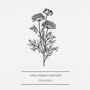 Koriander SVG en PNG, Botanische Handgetekende Koriander Tak illustratie, kruid afbeelding, Digi Stempel, Keuken Label, Line Clip Art, Logo