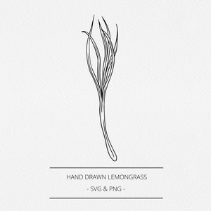 Citroengras SVG en PNG, botanische handgetekende apothekerselementen, kruidenillustratie, commerciële gratis afbeelding, lijnclipkunst, logo, branding