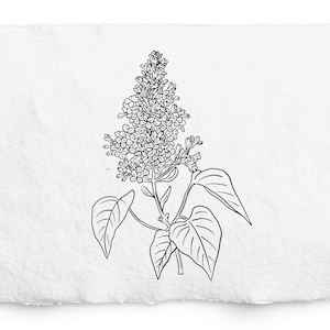 Lila SVG en PNG, Botanische handgetekende apothekerselementen, kruidenillustratie, commercieel gratis afbeelding, lijnclipkunst, logo, branding