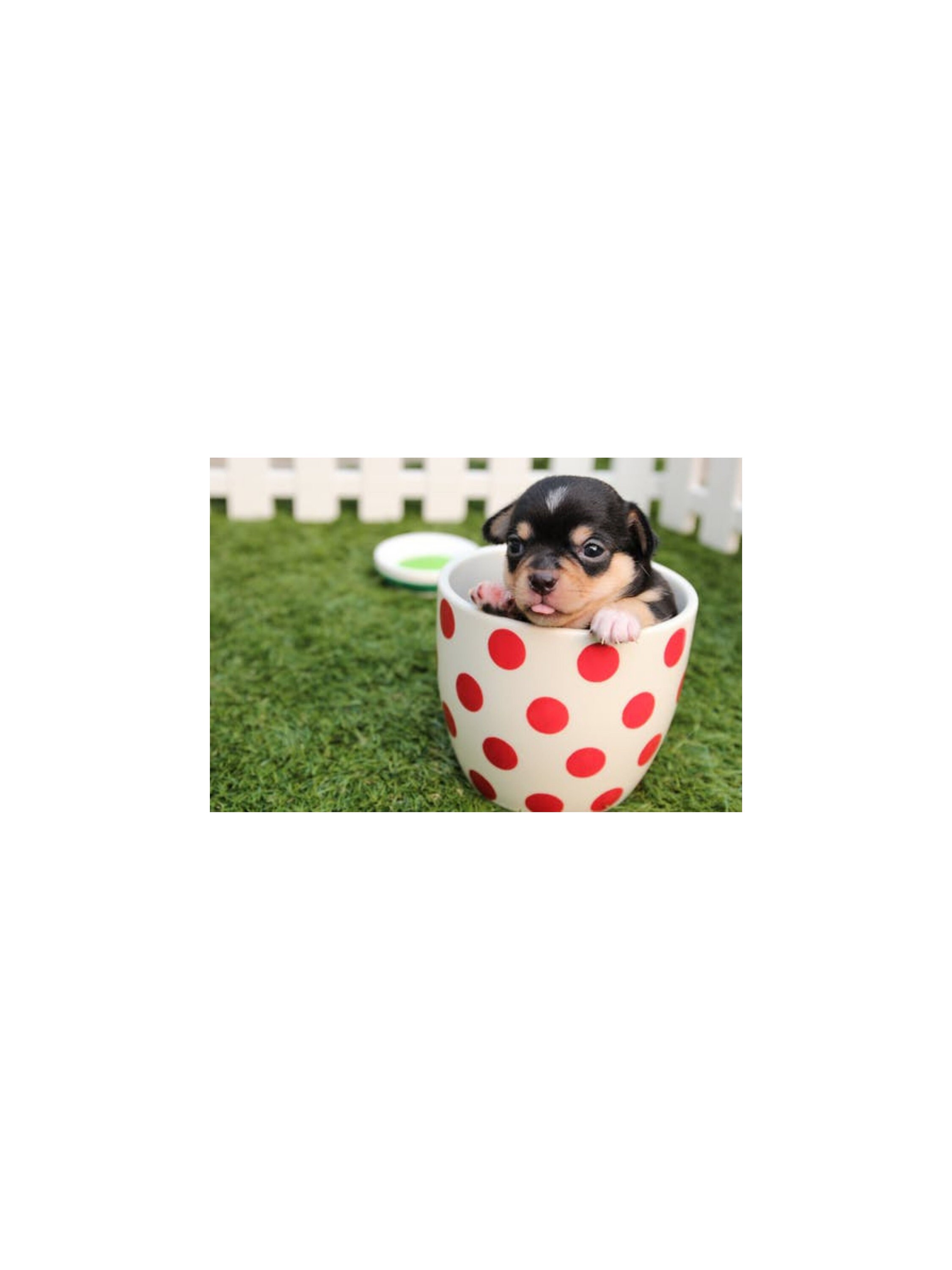 Puppy In A Cup Printable Photography Instant Download | Etsy