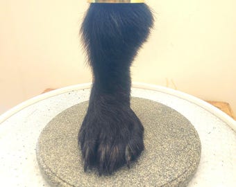 Real black bear paw and foreleg vase.