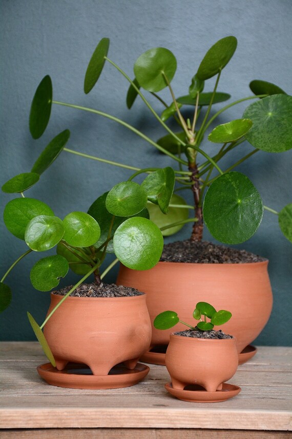 Terracotta Terracotta Indoor Plant Pots for Preorder Etsy