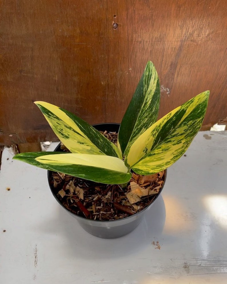 Standleyana yellow variegata plants free certificate Standleyana yellow variegata plants free certificate