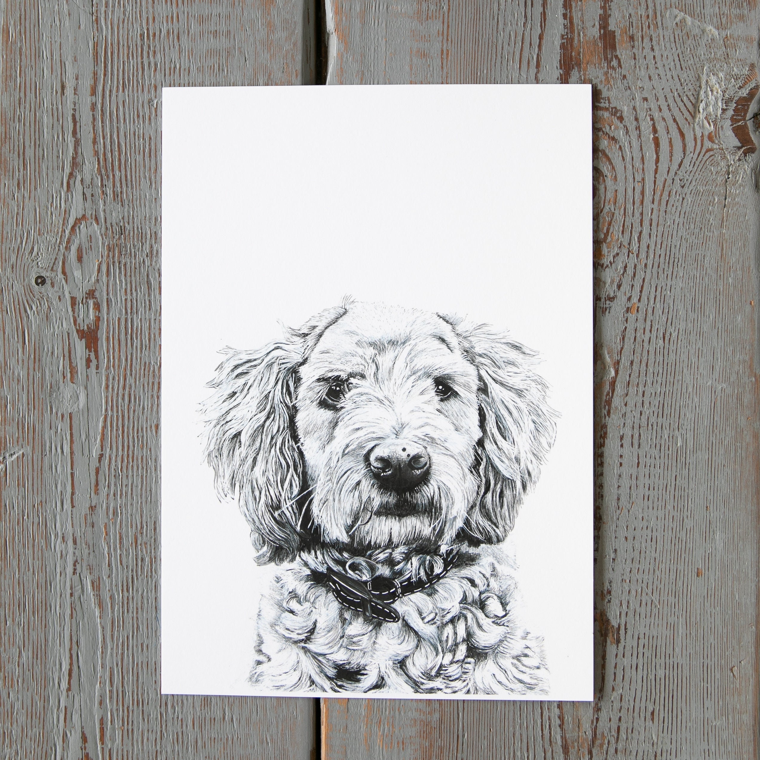 Black And White Labradoodle
