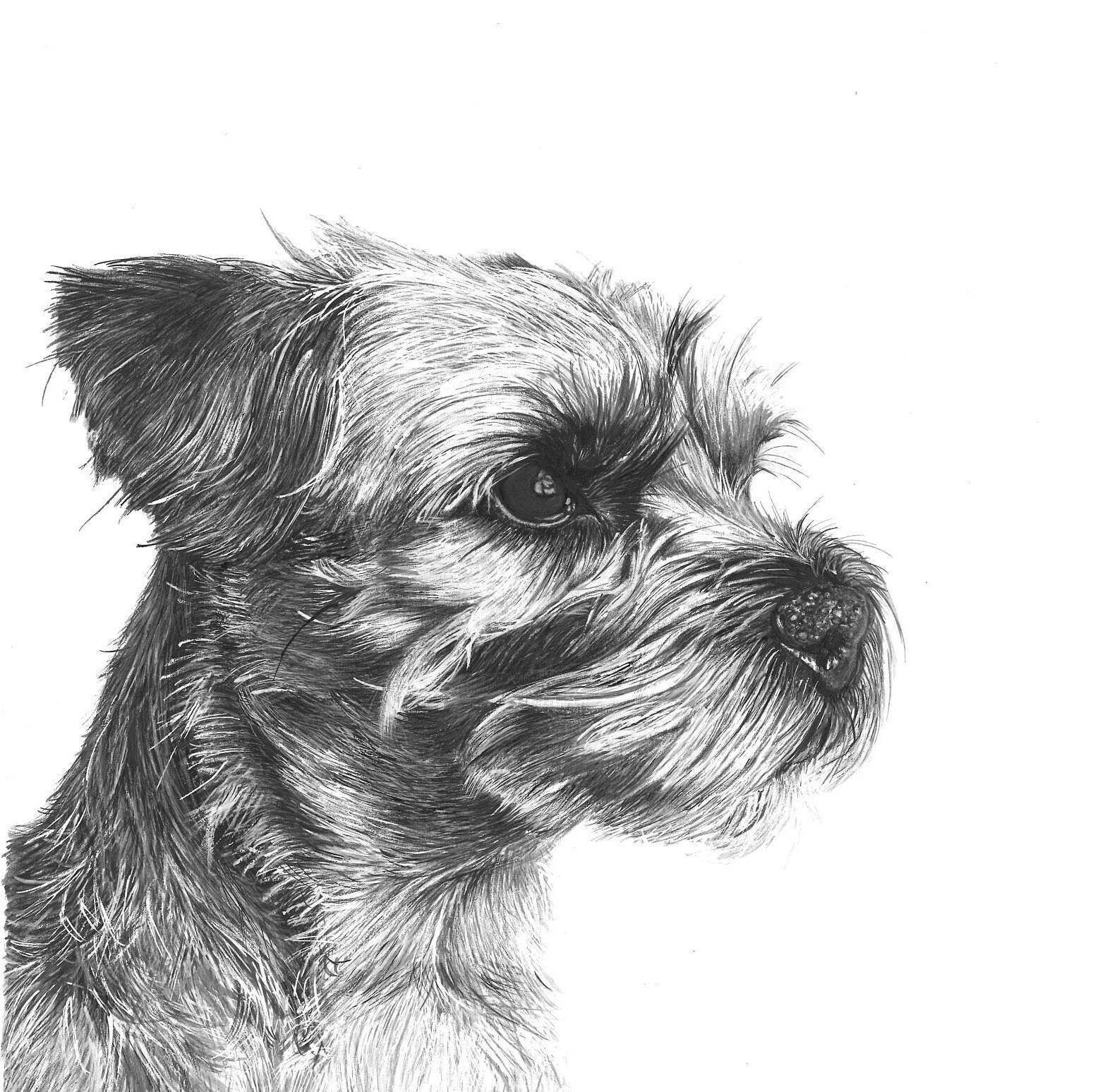 Custom Pet Portrait, Art Commission, Original Hand Drawn Pen and Ink Drawing, Personalised
