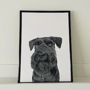Dog drawing A4 print, Miniature Black Schnauzer portrait - fine art dog print - Schnauzer gift