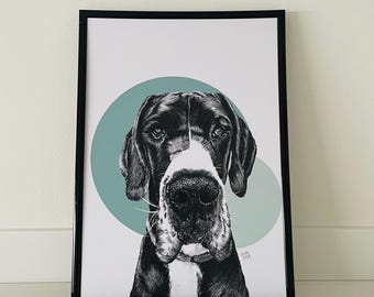 May include: Black and white illustration of a Great Dane dog's head against a teal blue background. The dog is looking directly at the viewer. The illustration is framed in a black frame.