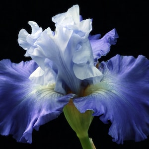 Può includere: Un primo piano di un fiore di iris blu e bianco con petali arricciati. Il fiore è in fiore e ha un aspetto delicato ed elegante.