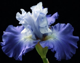 Iris. Cross stitch pattern. DMC, 55 colours. Instant download PDF file. Project of blue flower without background. Handmade embroidery