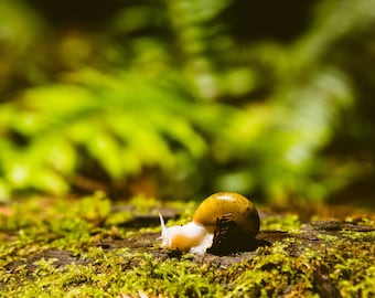 Washington Banana Slug