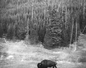 Yellowstone Bison