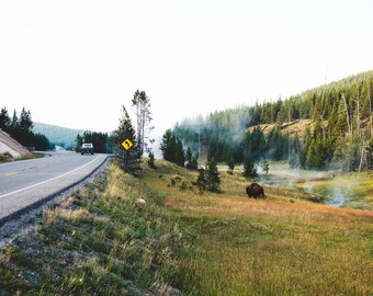 Yellowstone Bison