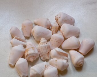 Cone Seashells 20 pieces Aegean seashells for craft 3-3,5cm(1,18'-1.37') Jewelry supply, coneshells, seashells