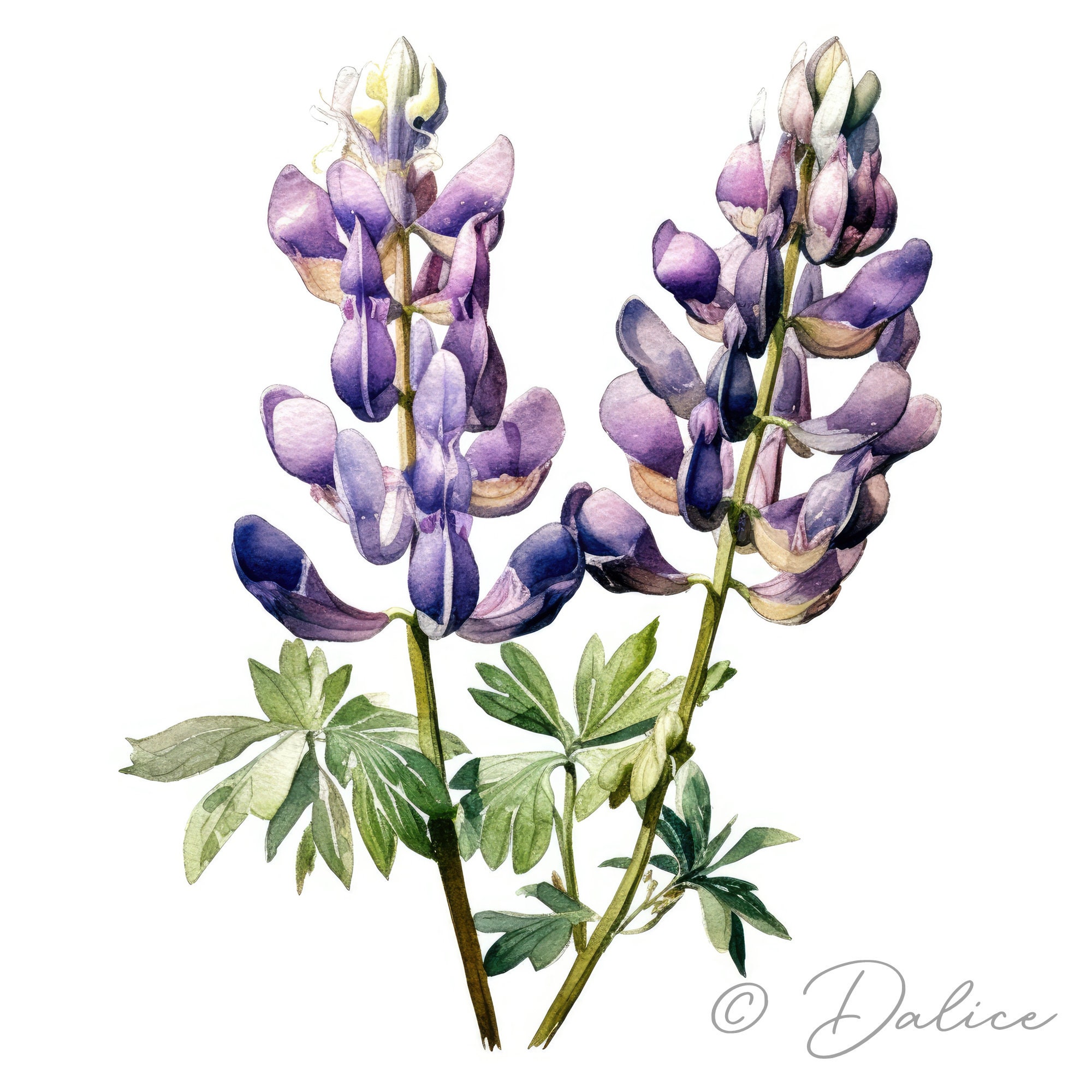 Lupin Clip Art 12 High Quality Images Digital Planner Etsy