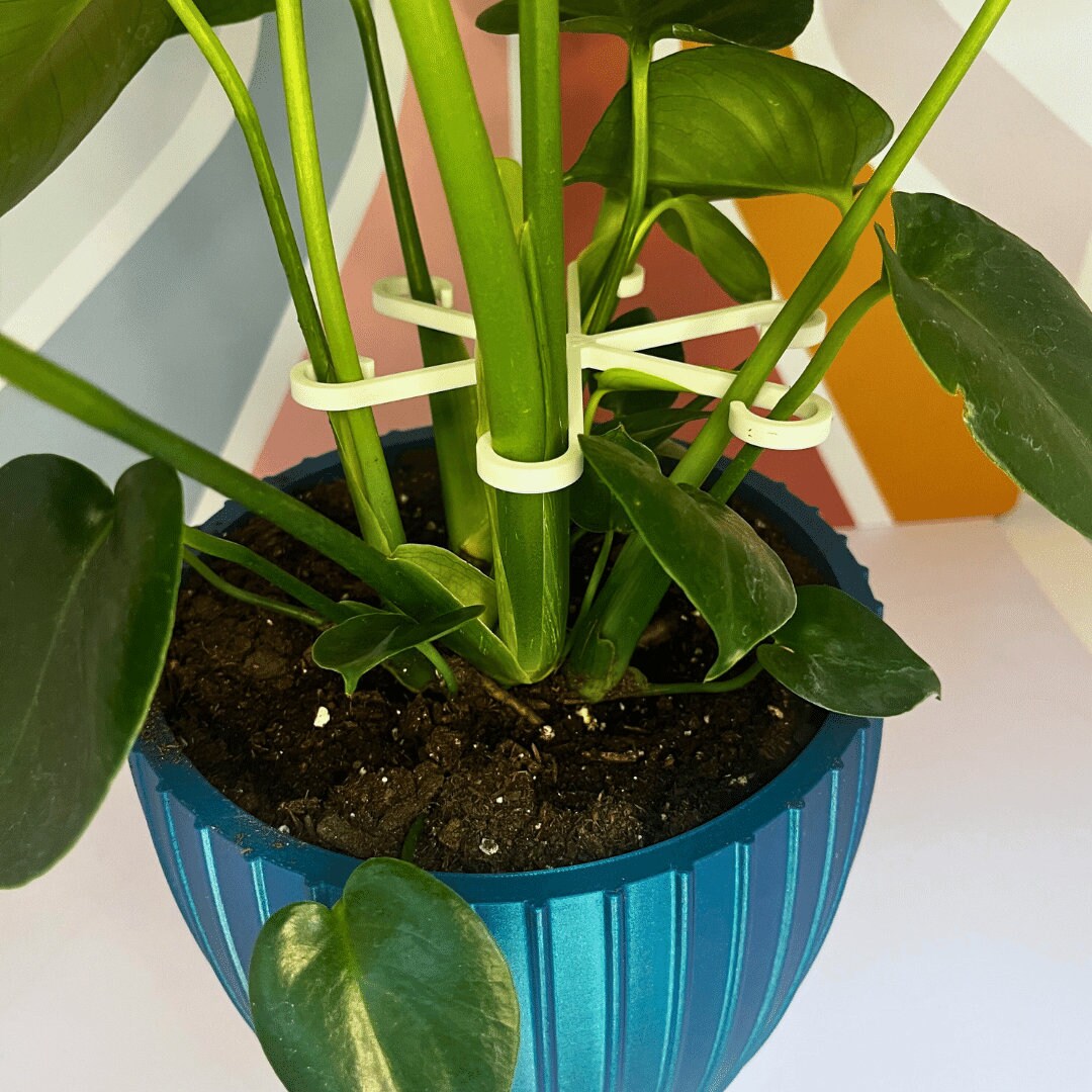 Supporti per piante rampicanti, supporto per steli per piante rampicanti, stelo per piante da appartamento, 4 pezzi, clip di supporto per piante rampicanti, per crescere in posizione verticale e