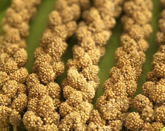 3 5 or 10 Yellow Millet Sprays Treats for Hamsters Small Animals