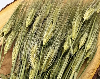Organic Barley Spray for Small Animals Forage Treats