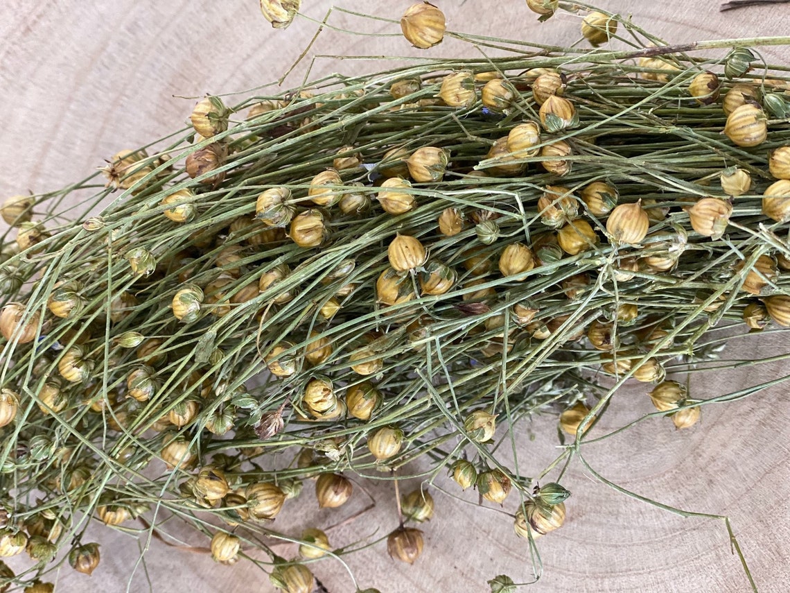 Hamster Organic Natural Flax Linseeds Spray Stalks Forage Etsy UK